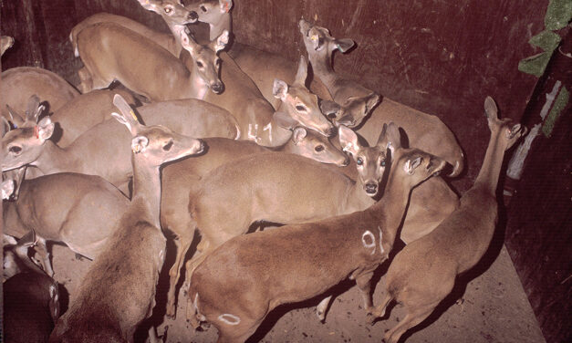 Woods, Waters, and Wildlife:  Ghost Deer No Trick or Treat