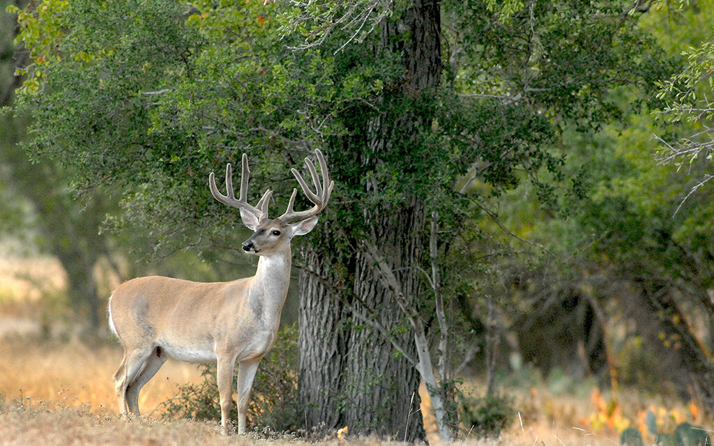 Woods, Waters, and Wildlife:  Deer with Velvet Antlers