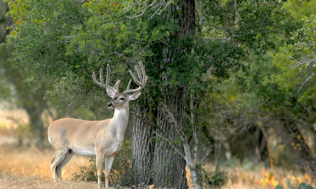 Woods, Waters, and Wildlife:  Deer with Velvet Antlers