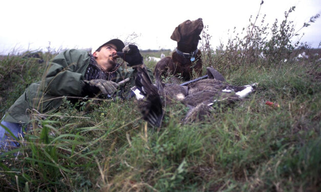 Woods, Waters, and Wildlife:  Good Day for Ducks Nears