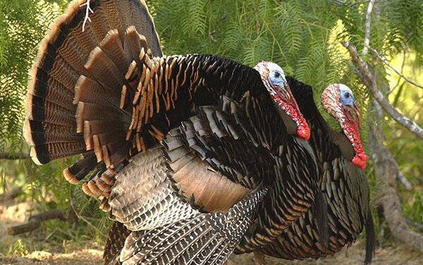 Woods, Waters, and Wildlife:  Thanksgiving Wild Turkeys