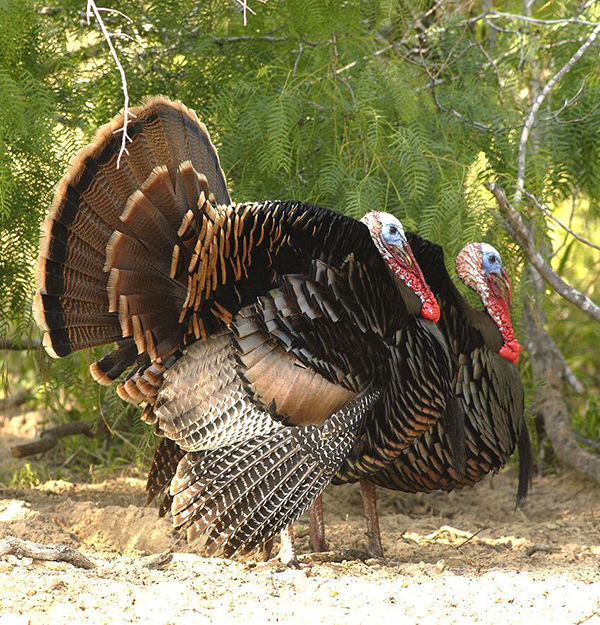 Woods, Waters, and Wildlife:  Thanksgiving Wild Turkeys