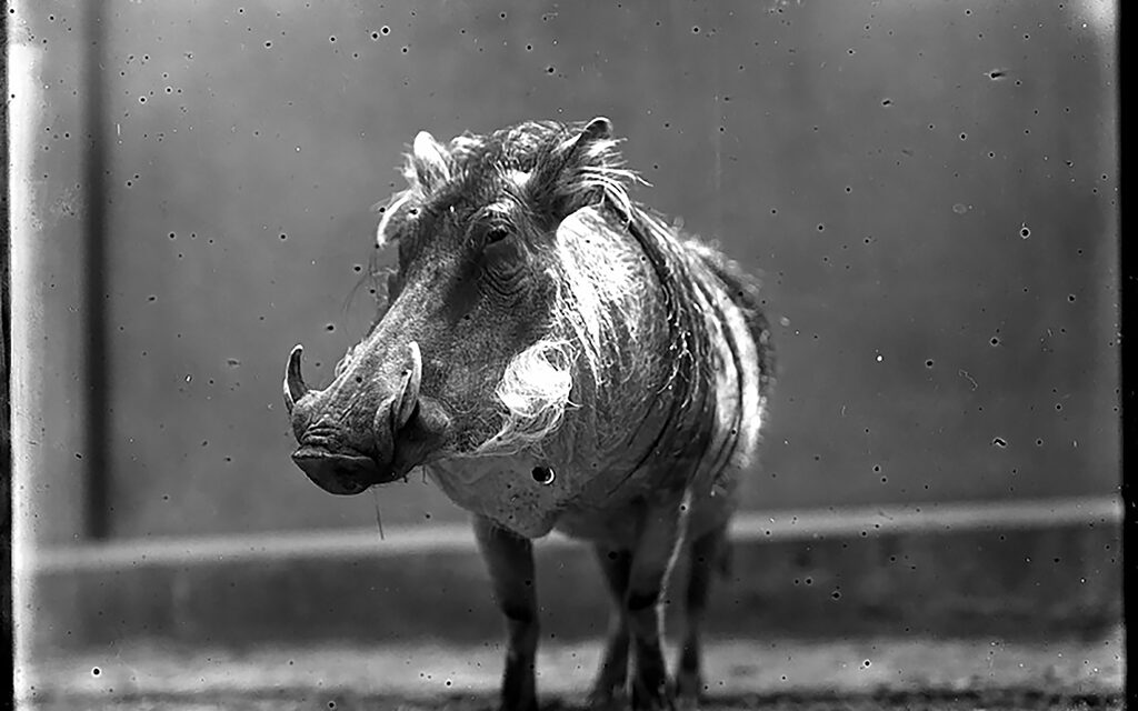 Woods, Waters, and Wildlife: New Hunting Trophy