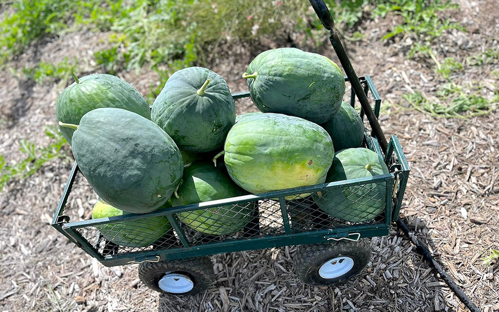 Melanie Cooper & NRG Dewey Prairie Garden Honored by Texas DAR for Conservation Efforts