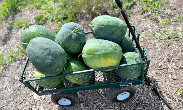 Melanie Cooper & NRG Dewey Prairie Garden Honored by Texas DAR for Conservation Efforts