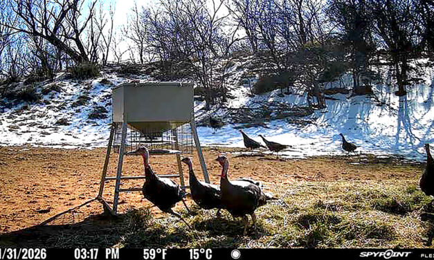 Woods, Waters, and Wildlife: Wild Turkey Time in Texas