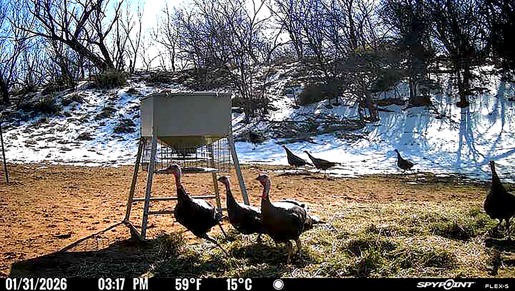 Woods, Waters, and Wildlife: Wild Turkey Time in Texas