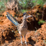 Woods, Waters, and Wildlife:  About Roadrunners