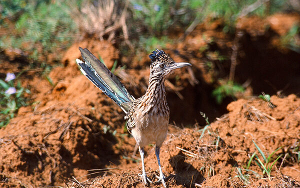 Woods, Waters, and Wildlife:  About Roadrunners