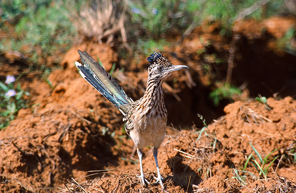 Woods, Waters, and Wildlife:  About Roadrunners